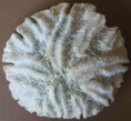 /products/shells-of-vietnam/